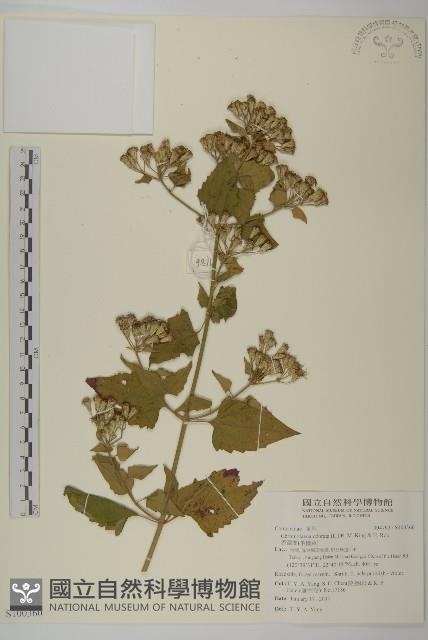 香澤蘭、飛機草藏品圖，第1張