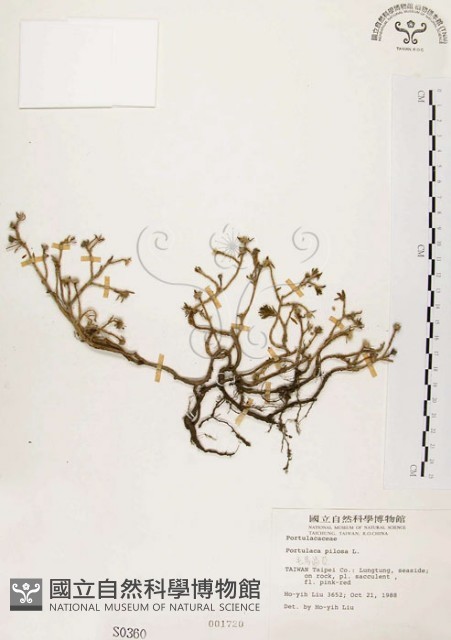 毛馬齒莧藏品圖，第1張