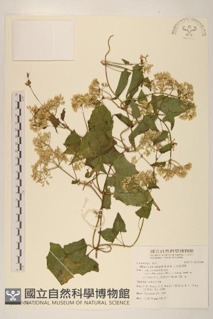 小花蔓澤蘭藏品圖，第1張