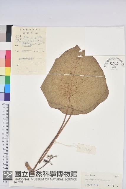 登錄號:S040360藏品圖，第1張