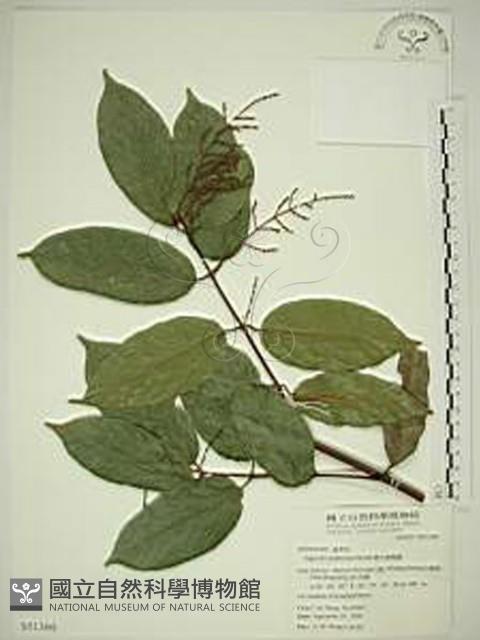 巒大雀梅藤藏品圖，第1張