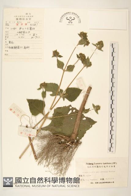 毛梗豨薟藏品圖，第1張