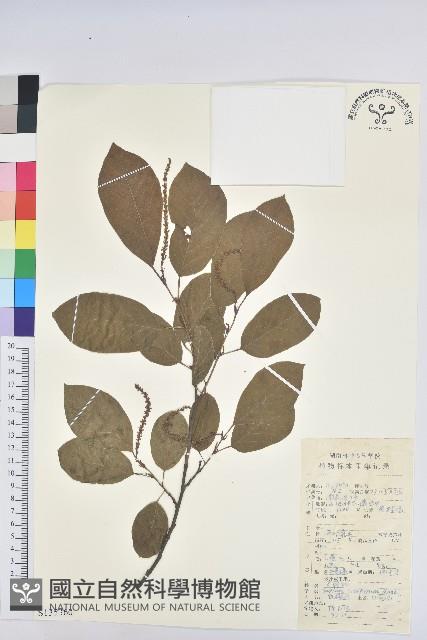 烏臼藏品圖，第1張