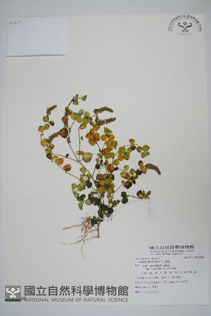 爵床藏品圖，第1張