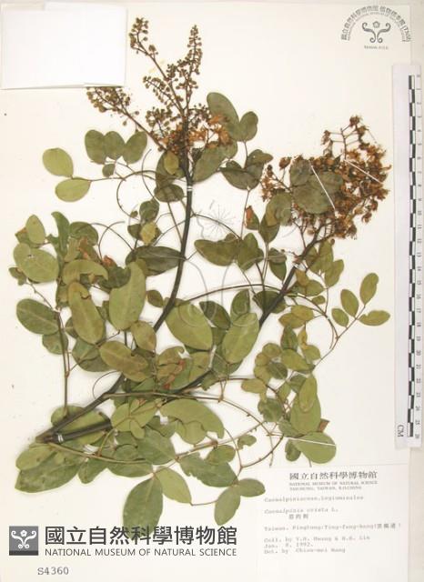 搭肉刺藏品圖，第1張