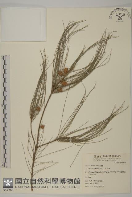 木麻黃藏品圖，第1張