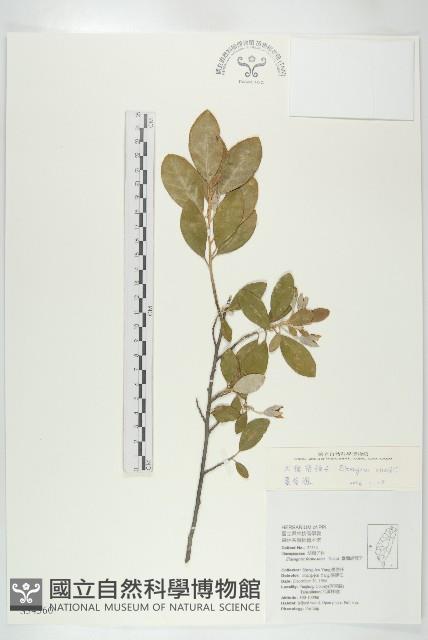 大橋胡頹子藏品圖，第1張