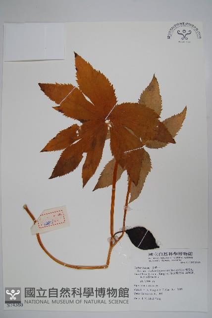 桃兒七藏品圖，第1張