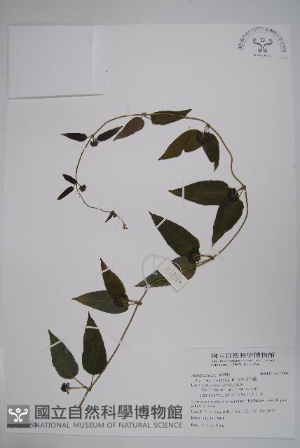 絨毛芙蓉蘭藏品圖，第1張