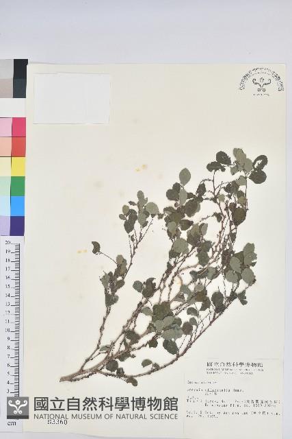 紅仔珠藏品圖，第1張