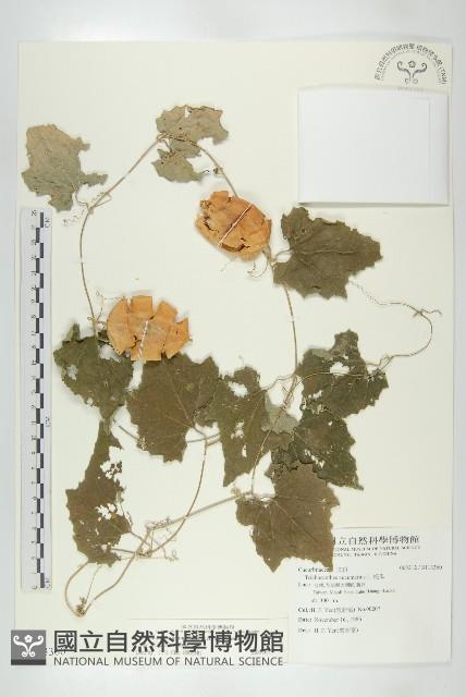 王瓜藏品圖，第1張