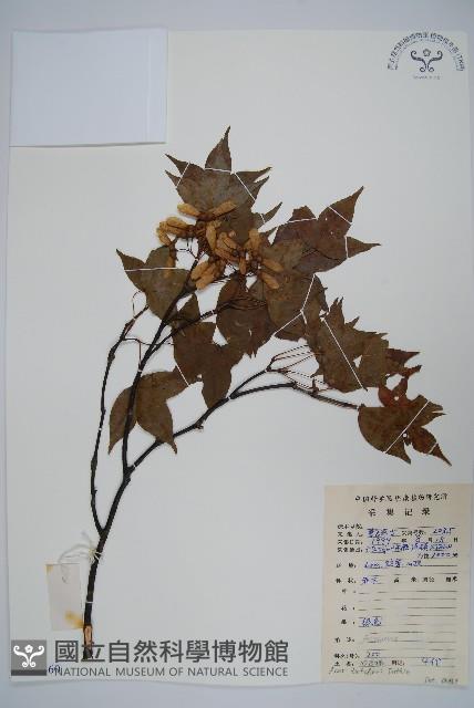 嶺南槭藏品圖，第1張