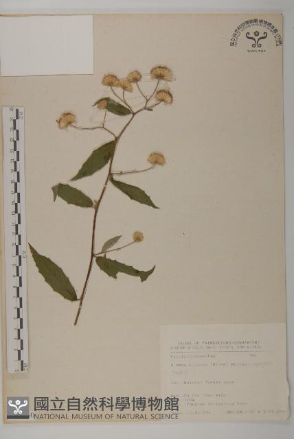 大頭艾納香藏品圖，第1張