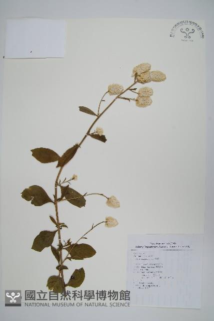 青葙藏品圖，第1張