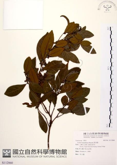 黃肉樹, 小梗木薑子藏品圖，第1張