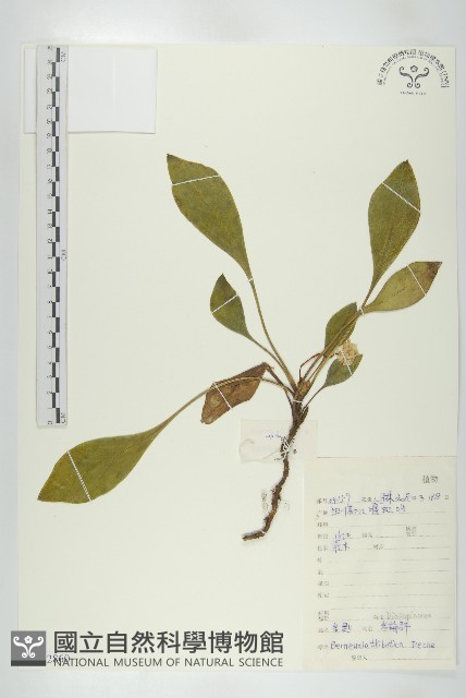 岩匙藏品圖，第1張