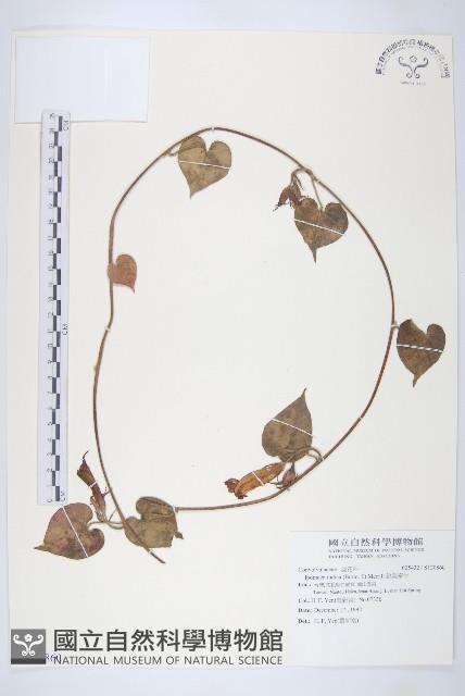 銳葉牽牛藏品圖，第1張