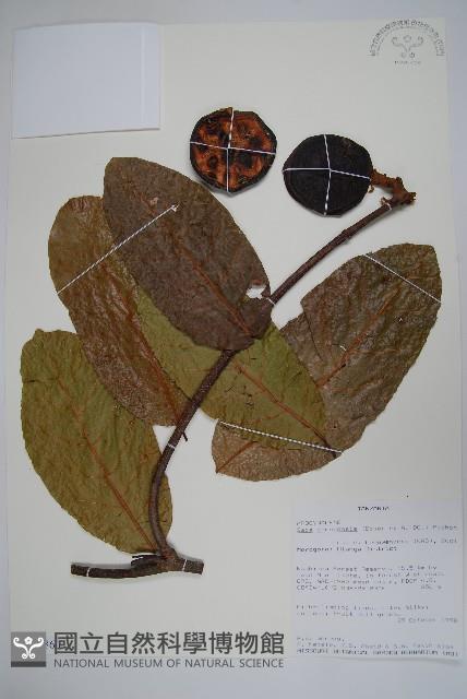 登錄號:S100860藏品圖，第1張