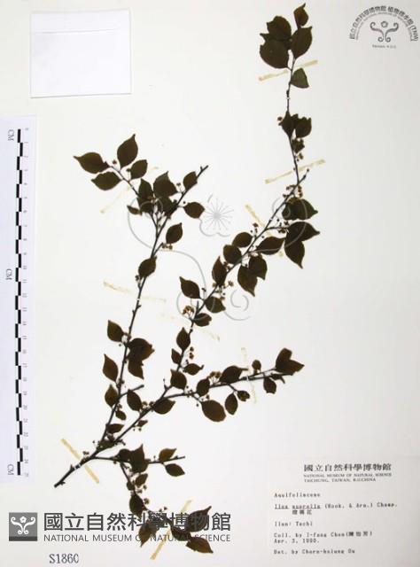 燈稱花、烏雞骨藏品圖，第1張