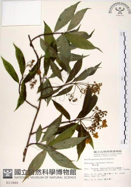 華八仙藏品圖，第1張