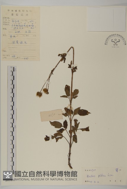 白花鬼針藏品圖，第1張