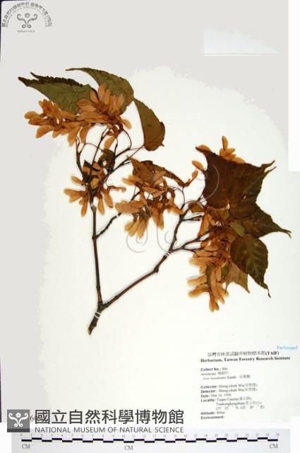 尖葉槭藏品圖，第1張