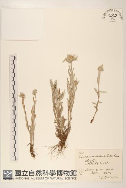 火絨草藏品圖，第1張