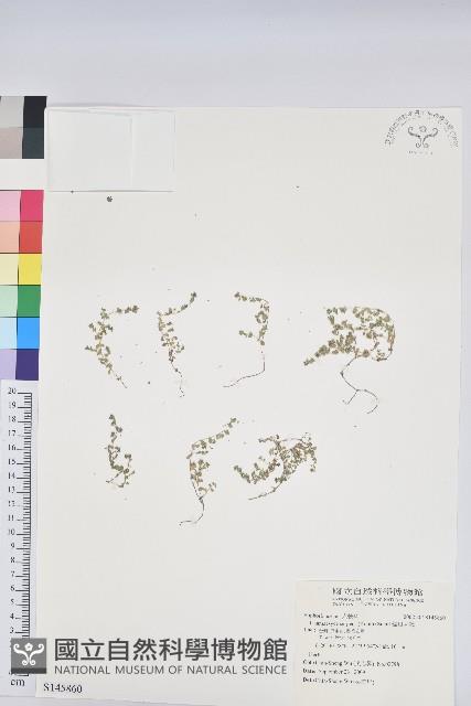 匐根大戟藏品圖，第1張