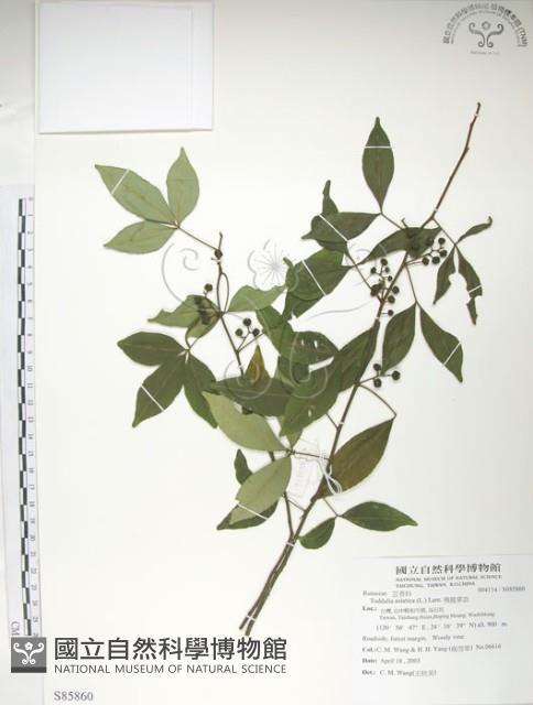 飛龍掌血藏品圖，第1張