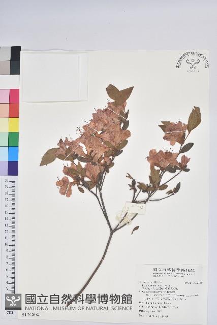 唐杜鵑、大屯杜鵑、中原氏杜鵑藏品圖，第1張