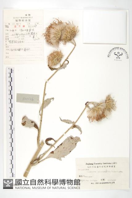 臺灣青木香藏品圖，第1張