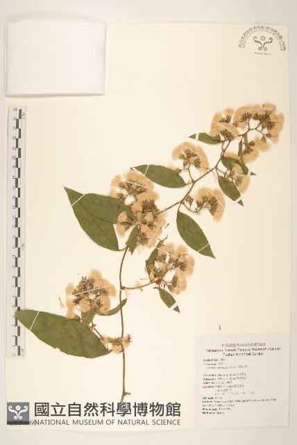 過山龍藏品圖，第1張