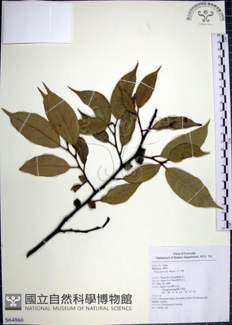 阿里山珍珠蓮、葡萄榕藏品圖，第1張