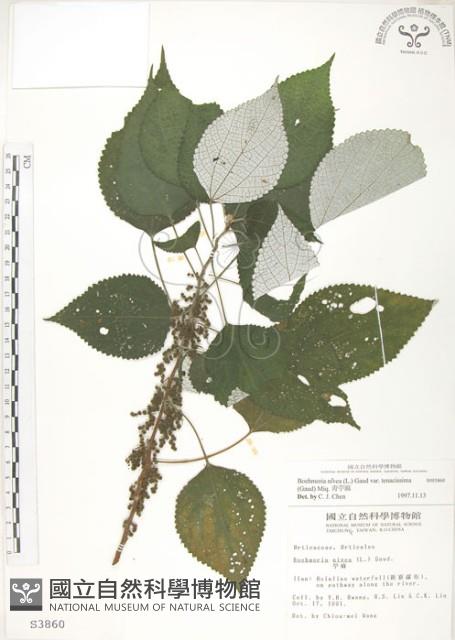 青苧麻藏品圖，第1張