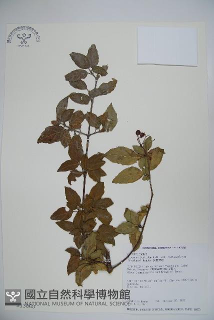 狹葉莢迷藏品圖，第1張