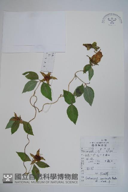 羊乳、四葉參藏品圖，第1張