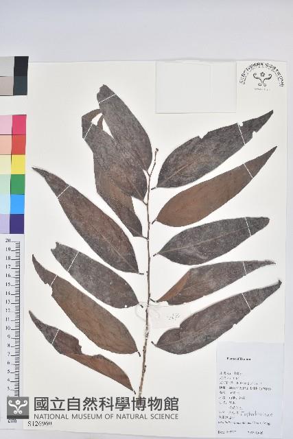 登錄號:S126960藏品圖，第1張