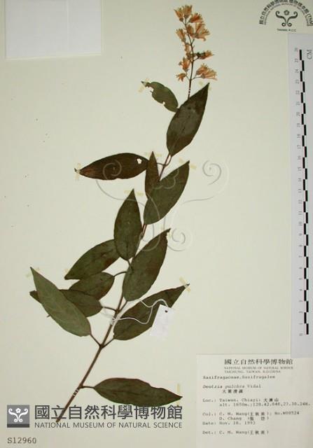 大葉溲疏藏品圖，第1張