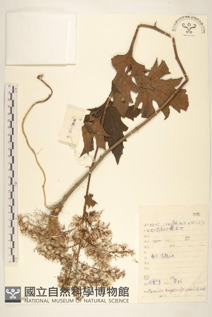 華蟹甲草藏品圖，第1張