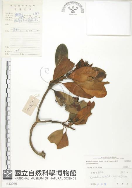 水筆仔藏品圖，第1張