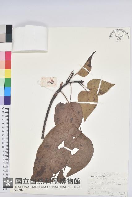 油桐藏品圖，第1張