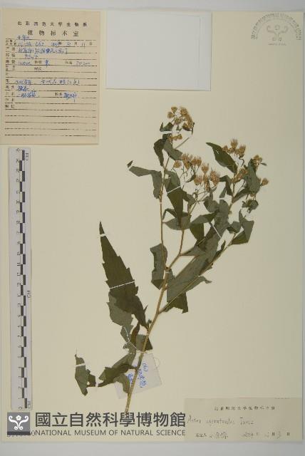 山白蘭藏品圖，第1張