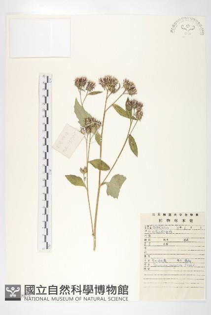 華北鳳毛菊藏品圖，第1張