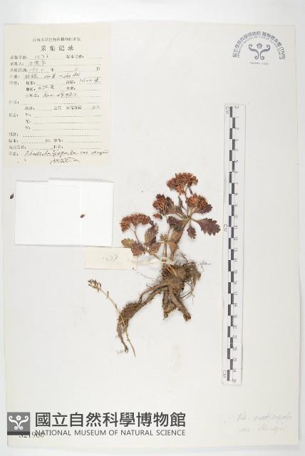 線萼紅景天藏品圖，第1張