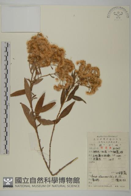 小舌紫菀藏品圖，第1張