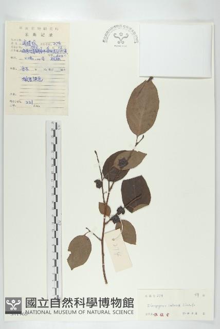 黑棗、君遷子藏品圖，第1張