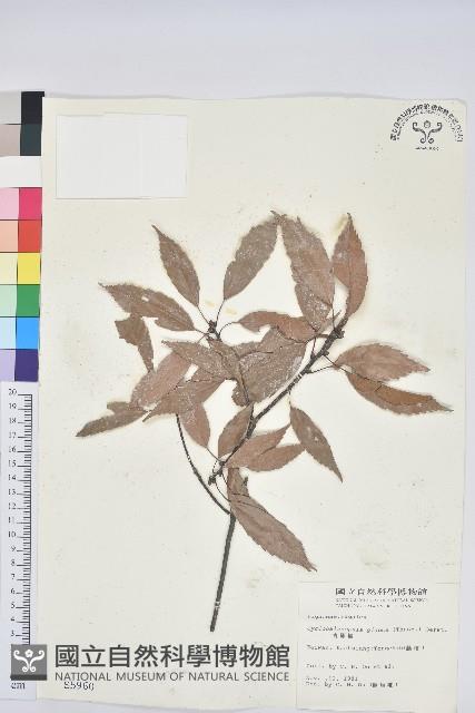 青剛櫟、鐵椆藏品圖，第1張