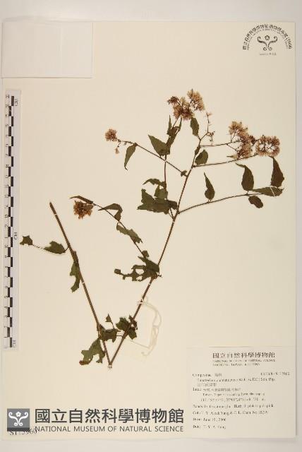 田代氏澤蘭藏品圖，第1張