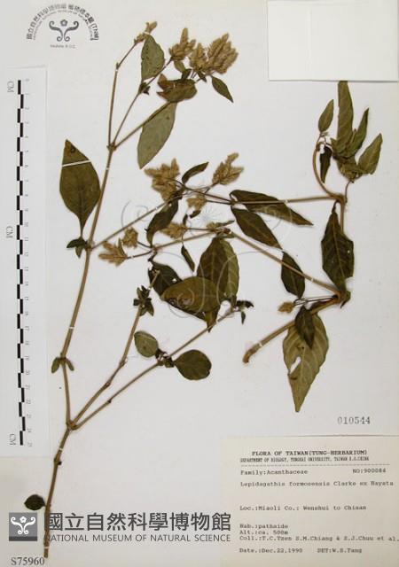 臺灣鱗球花藏品圖，第1張