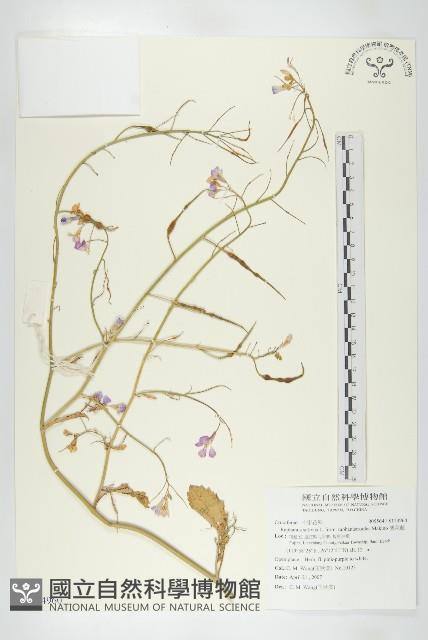 濱萊菔藏品圖，第1張